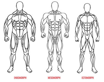 Somatotipos